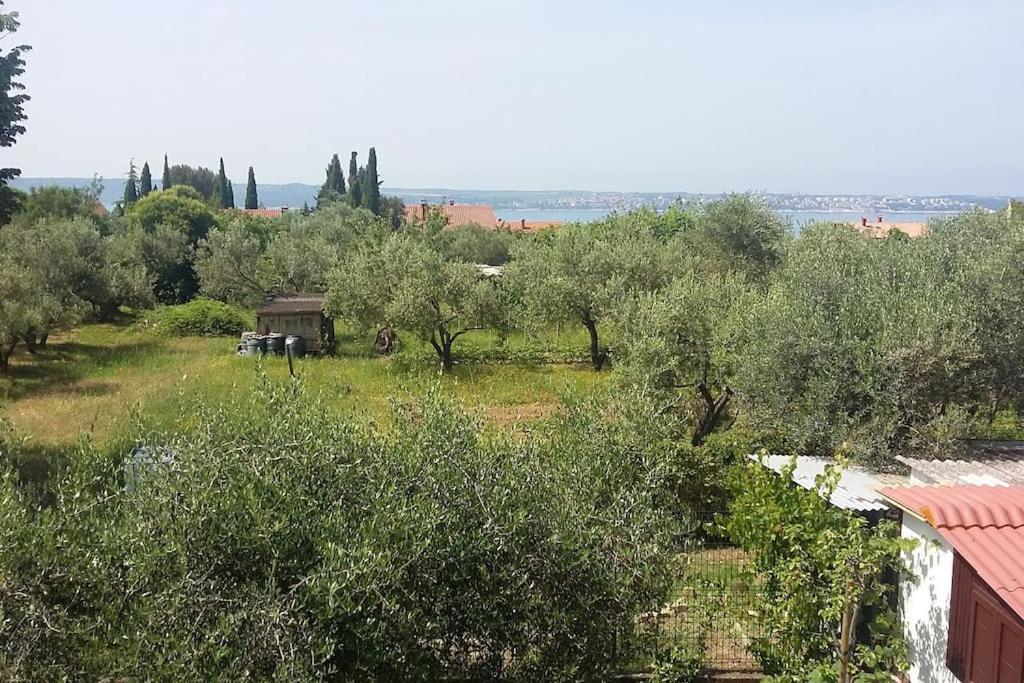 Apartma Iva Piran Bagian luar foto